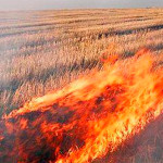 Про заборону спалювання сухої рослинності та знищення лісових масивів