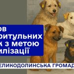 Відлов безпритульних собак з метою стерилізації.