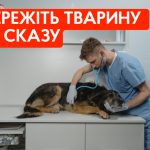 Чому вакцинація від сказу є життєво важливою для ваших улюбленців?