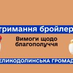 Благополуччя бройлерів від А до Я: що змінилось з 1 січня 2026 року